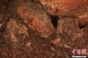 在线排盘江西发现蜘蛛新物种 为研究呵叻蛛属适应区域提供依据