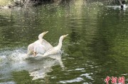 在线排盘吉林：罕见白鸬鹚连续两年“故地重游”