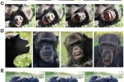 在线排盘国际最新研究：机器人“打哈欠” 黑猩猩被传染